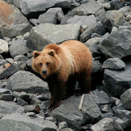 Types of Bears - Bears (U.S. National Park Service)