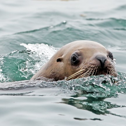 sea lion swimming