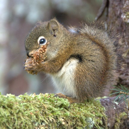 red squirrel eating a pine cone