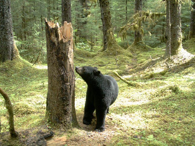black bear sniffs tree stump black bear sniffs tree stump