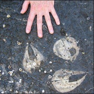 Hand next to fossils