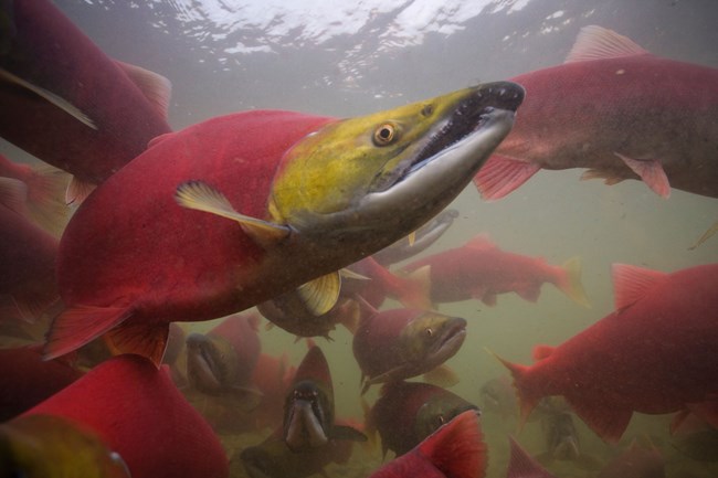 A school of sockeye salmon swimming. The fish have green heads and bright red bodies.