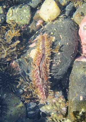 scale worm a colorful scale worm underwater