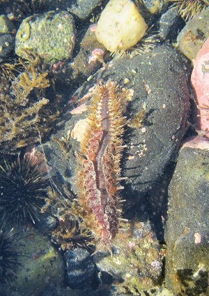 a colorful scale worm underwater