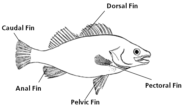 a drawing naming the different fins of a fish, including the dorsal, pectoral, pelvic, anal, and caudal fins.