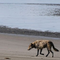 wolf on the beach wolf on the beach