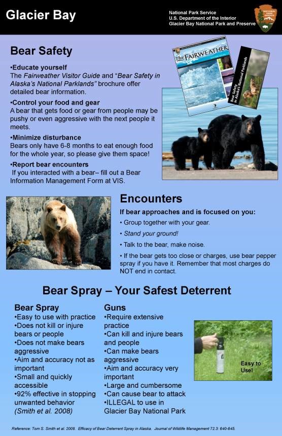 bear safety poster