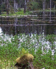 Typical forest bog