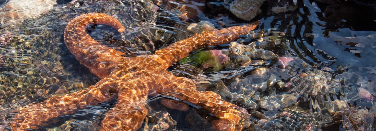a starfish underwater on a sunny day