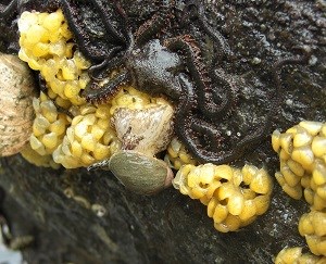 a small snail and sea star on a rock with clams