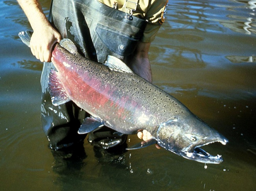 a person in waders stands in a river holding a large fish with red and gray coloring