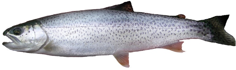 Coastal Cutthroat Trout - Glacier Bay National Park & Preserve