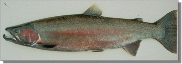 a coastal rainbow trout in its spawning coloration