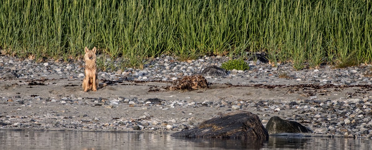 GLBA Coyote a lone coyote sits at the edge of the water in front of tall grasses, staring at the camera