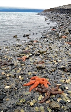 two starfish on a rocky surface as the tide goes out