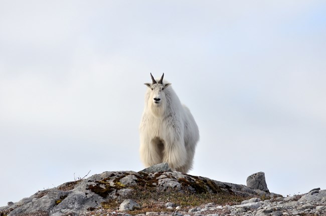 A white mountain goat looking straight ahead.