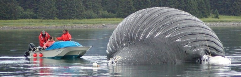 Park whale biologists discover Whale 68.