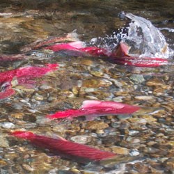 salmon in stream salmon in stream
