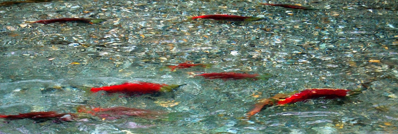 several colorful red sockeye salmon swim in a river