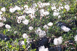 dryas plants near rocks