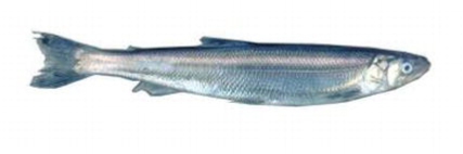 a eulachon fish on a white background