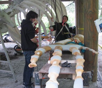 Preparing the flipper