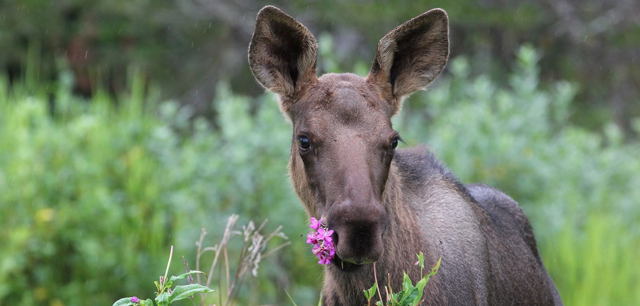 a young moose with a flower in its mouth stares at the camera in the spring