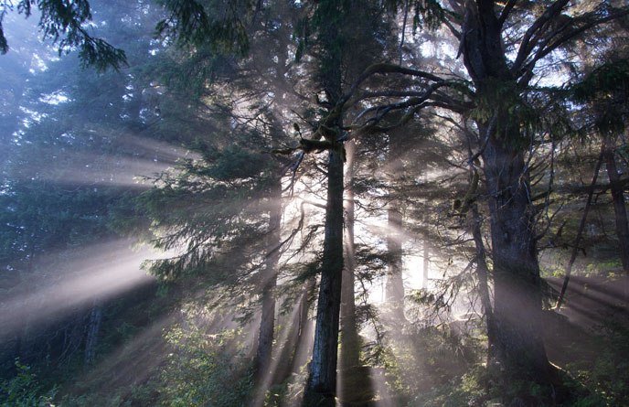 Forest Light in Bartlett Cove