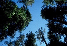 Looking up at open forest canopy