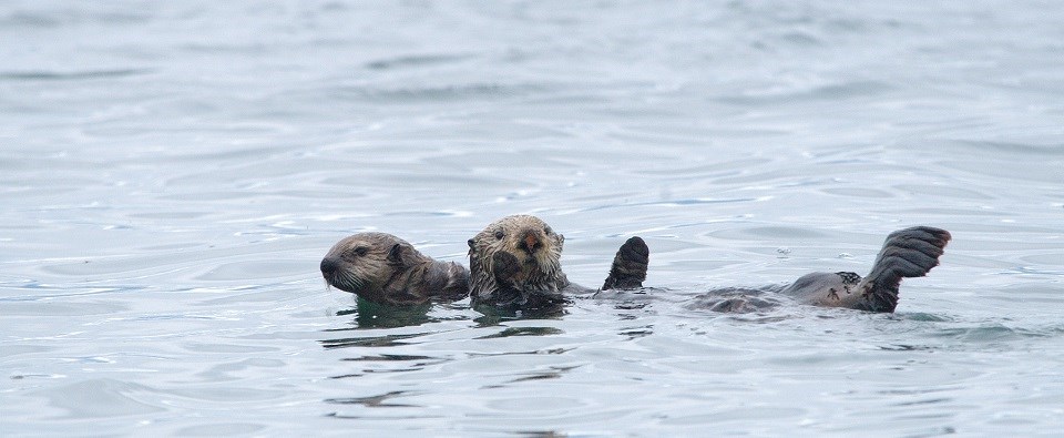 otters float in water