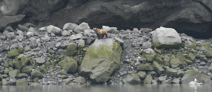 Bear in Glacier Bay Bear in Glacier Bay