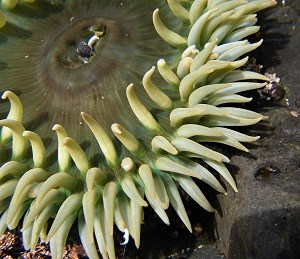 a green anemone underwater