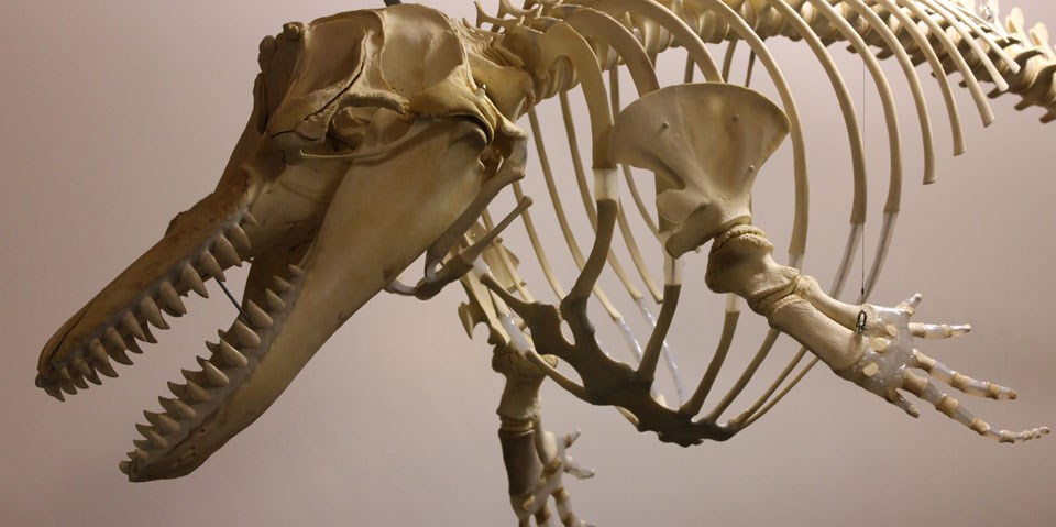 killer whale skeleton killer whale skeleton