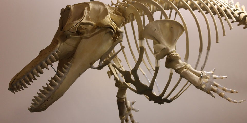 killer whale skeleton