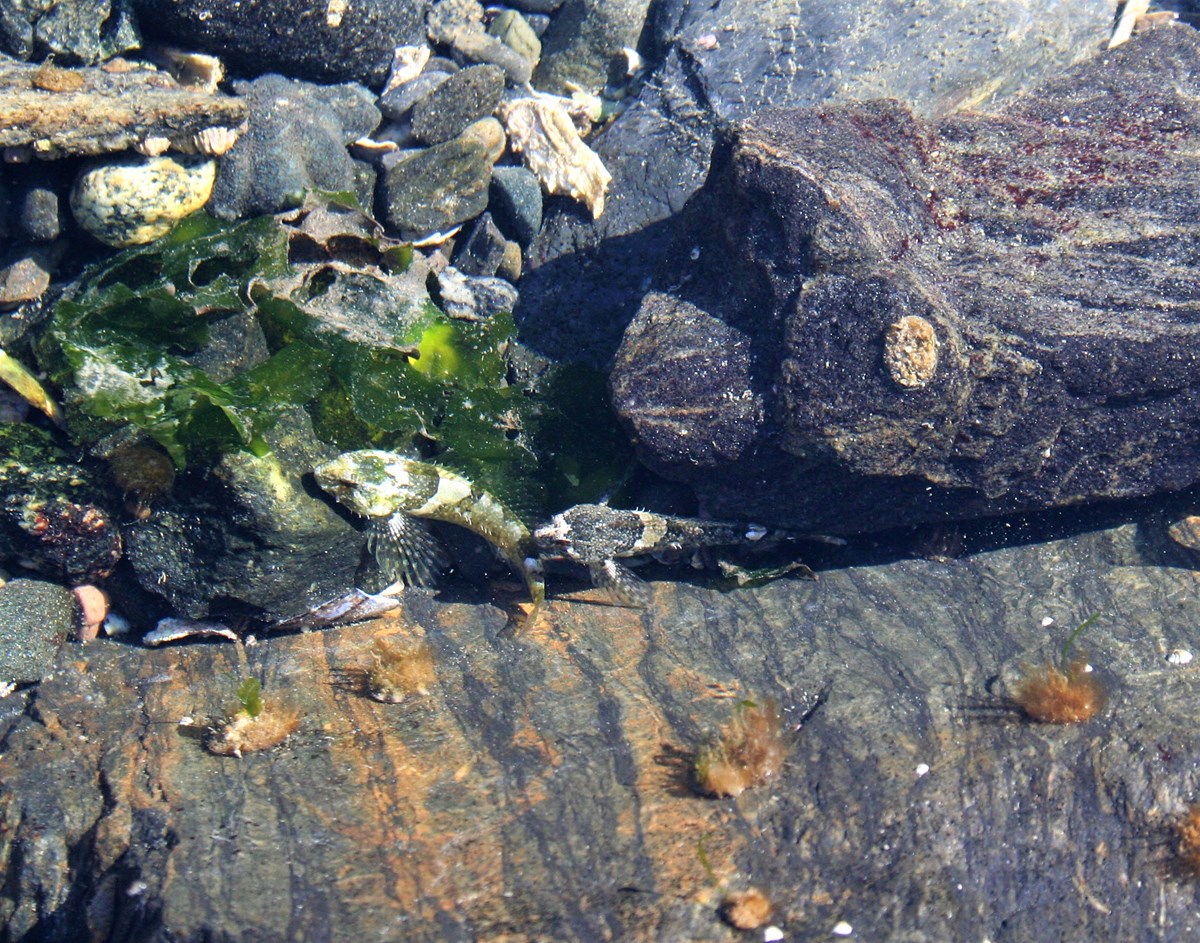 a sculpin hides among rocks