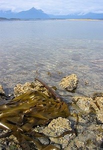 bull kelp a clump of bull kelp on the shore in front of ocean and mountains