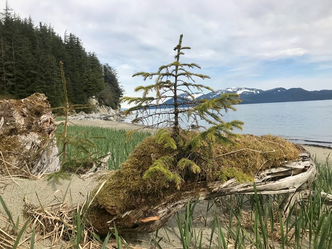 A small tree growing on top of a long. A beach in the background.