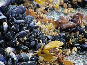 mussels and barnacles in the intertidal zone