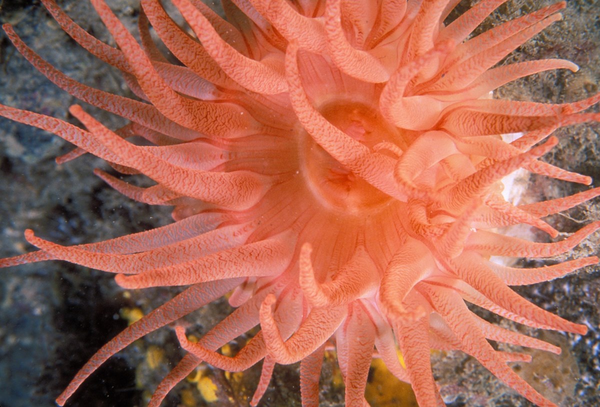 a pink tealia anemone