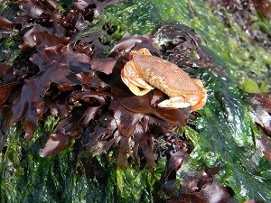 a crab sits on a variety of kelp species