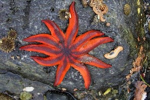 a large red and purple starfish on a rock