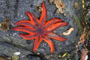 Sun star a large red and purple starfish on a rock