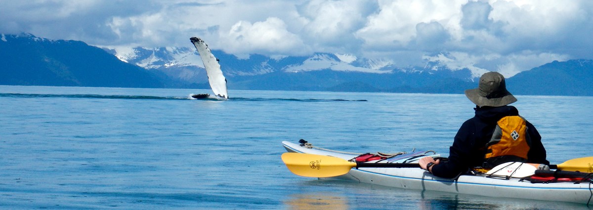 Humpback Viewing a person in a kayak on the ocean watches a humpback whale raise its fin out of the water