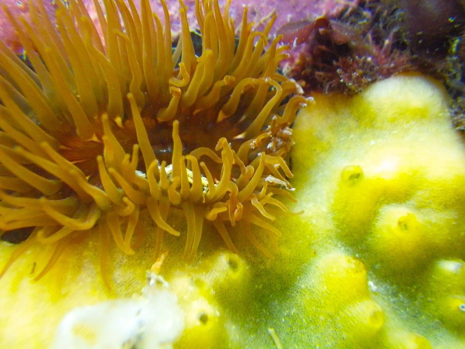 a bright yellow sea sponge and anemone