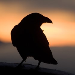 Raven at Sunset