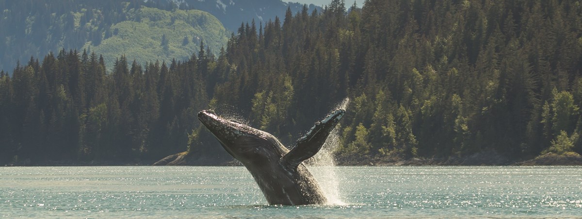 Humpback breach a humpback whale breaches partially out of the water near a forested coastline and mountains