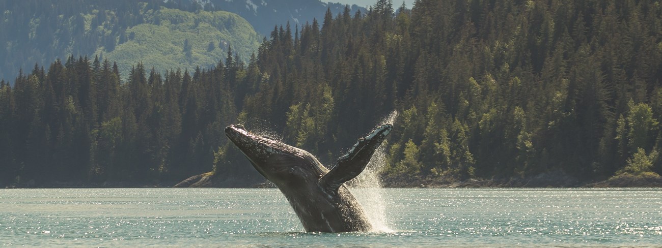 a humpback whale breaches partially out of the water near a forested coastline and mountains