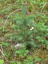 a young spruce tree