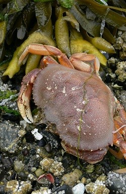 a close up shot looking down on a dungeness crab on seaweed