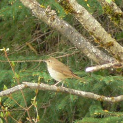 Hermit thrush Hermit thrush